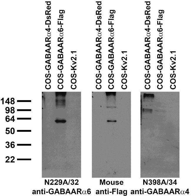 GABA-A-R-Alpha6 Antibody in Immunocytochemistry (ICC/IF)