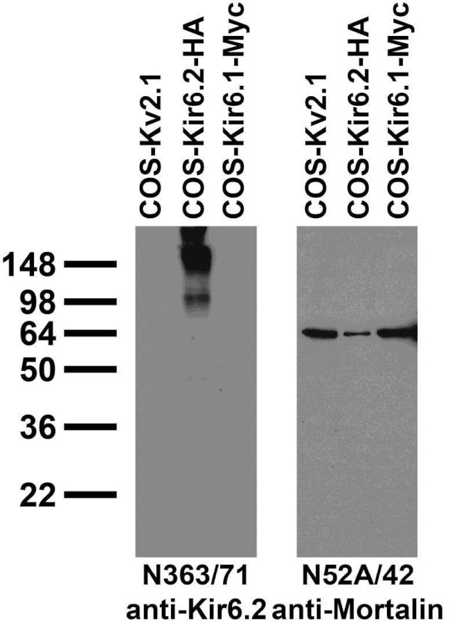 Kir6.2 Potassium Channel Antibody in Western Blot (WB)
