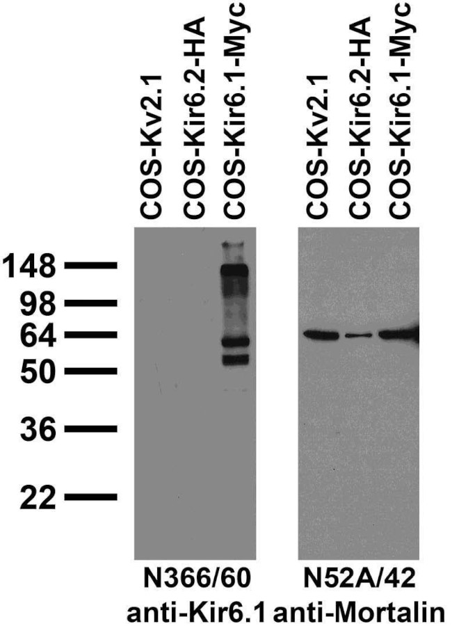 Kir6.1 Potassium Channel Antibody in Western Blot (WB)