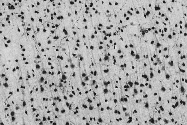 Npas4 Antibody in Immunohistochemistry (Frozen) (IHC (F))