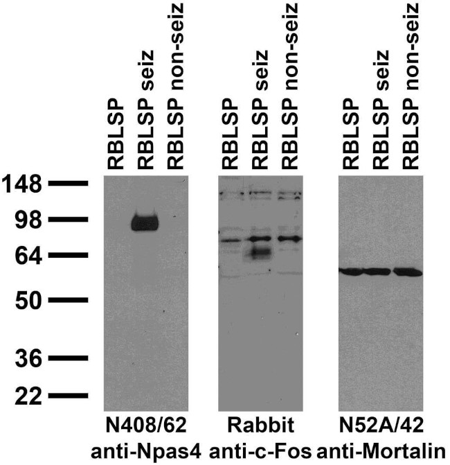Npas4 Antibody in Immunohistochemistry (Frozen) (IHC (F))