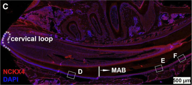 NCKX4 Antibody in Immunohistochemistry (Frozen) (IHC (F))