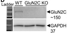 GluN2C/NR2C Antibody in Western Blot (WB)