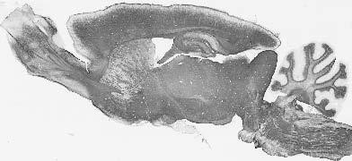 MOG Antibody in Immunohistochemistry (Frozen) (IHC (F))