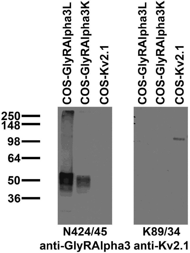 Glycine Receptor Alpha3 Antibody in Western Blot (WB)