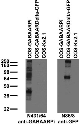 GABA-A-R-Pi Antibody in Western Blot (WB)