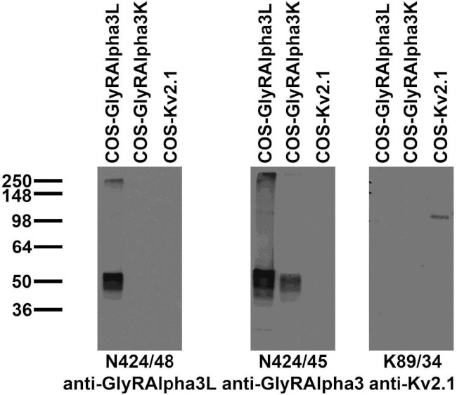 Glycine Receptor Alpha3L Antibody in Western Blot (WB)