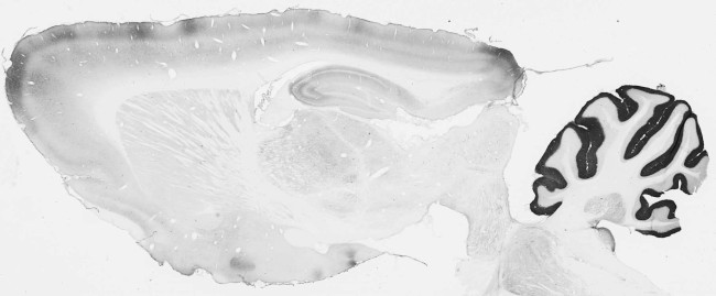 VMAT1 Antibody in Immunohistochemistry (Frozen) (IHC (F))