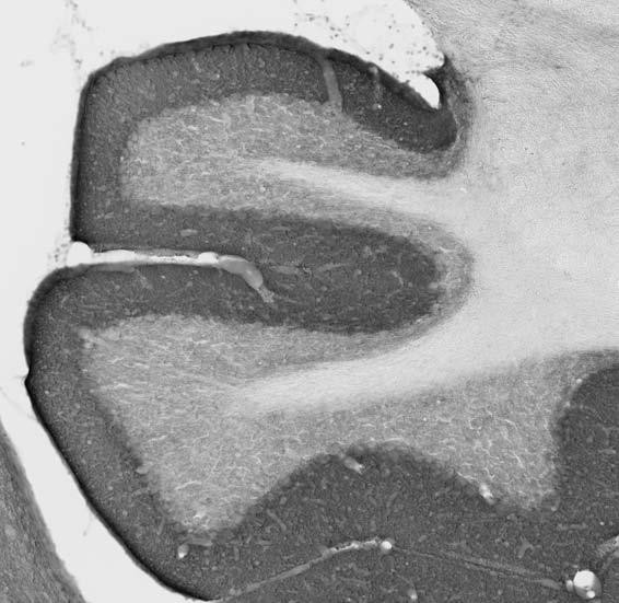 Gephyrin Antibody in Immunohistochemistry (Frozen) (IHC (F))
