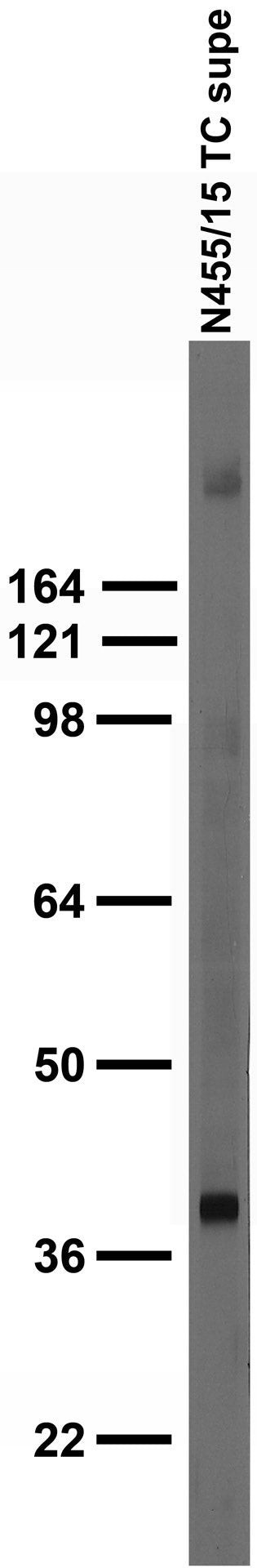 Kir3.3 Antibody in Western Blot (WB)