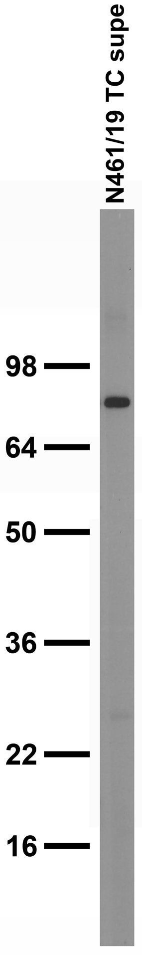 Kv9.1 Antibody in Western Blot (WB)