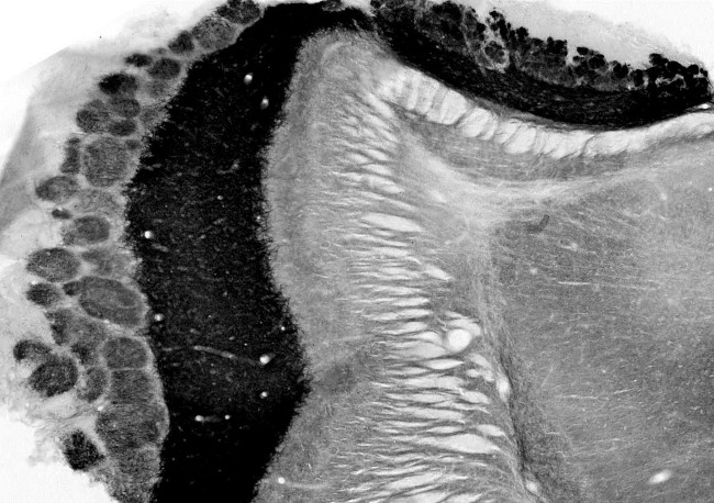 Neuroligin-2 Antibody in Immunohistochemistry (Frozen) (IHC (F))