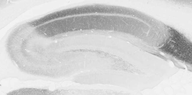 Homer1L Antibody in Immunohistochemistry (Frozen) (IHC (F))