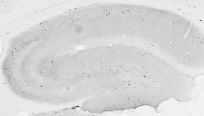 Neuropeptide Y Antibody in Immunohistochemistry (Frozen) (IHC (F))