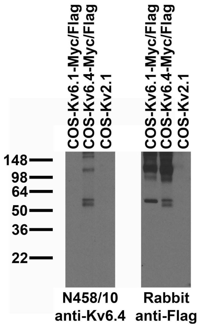 Kv6.4 Potassium Channel Antibody in Western Blot (WB)