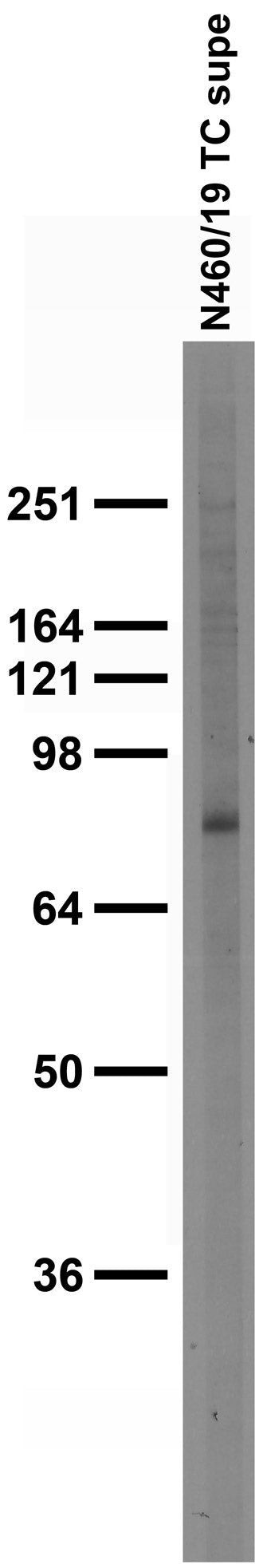 Kv9.2 Antibody in Western Blot (WB)