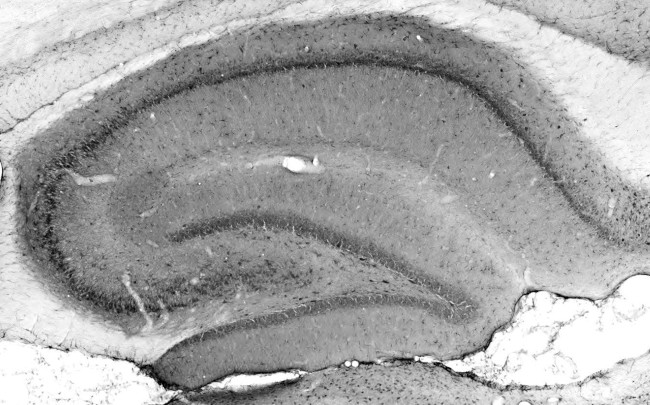 TALK1 Potassium Channel Antibody in Immunohistochemistry (Frozen) (IHC (F))