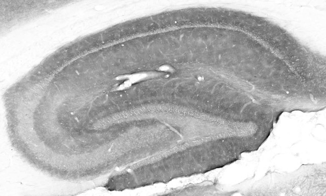 Gephyrin Antibody in Immunohistochemistry (Frozen) (IHC (F))