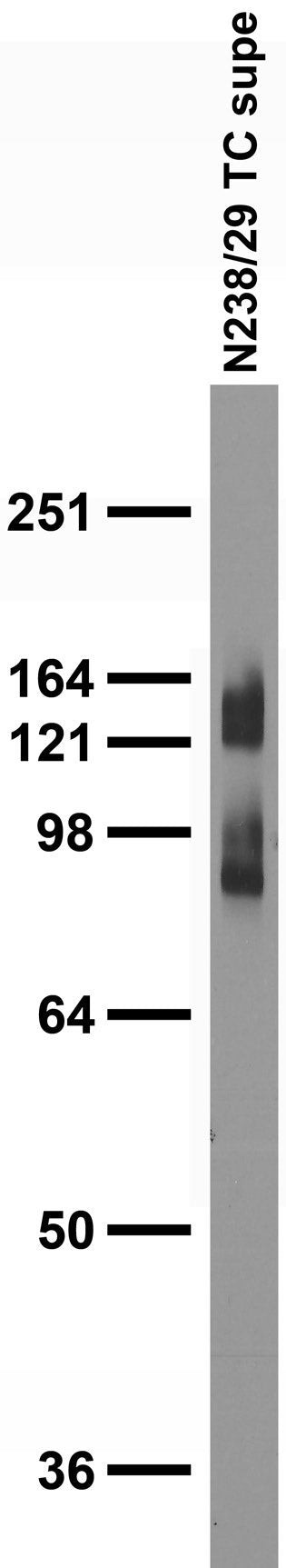 SAPAP1 Antibody in Western Blot (WB)