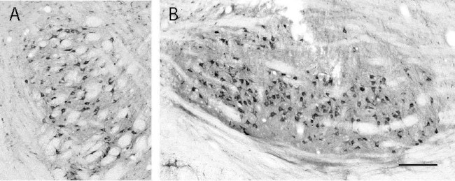 Kir2.4 Antibody in Immunohistochemistry (Frozen) (IHC (F))