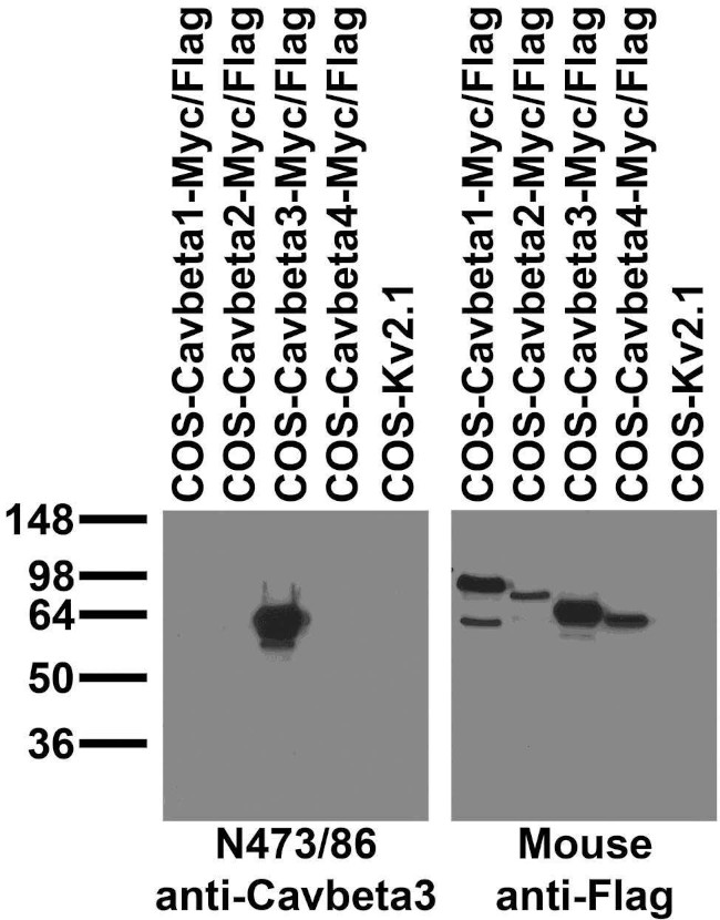 Cav beta 3 Calcium Channel Antibody in Western Blot (WB)