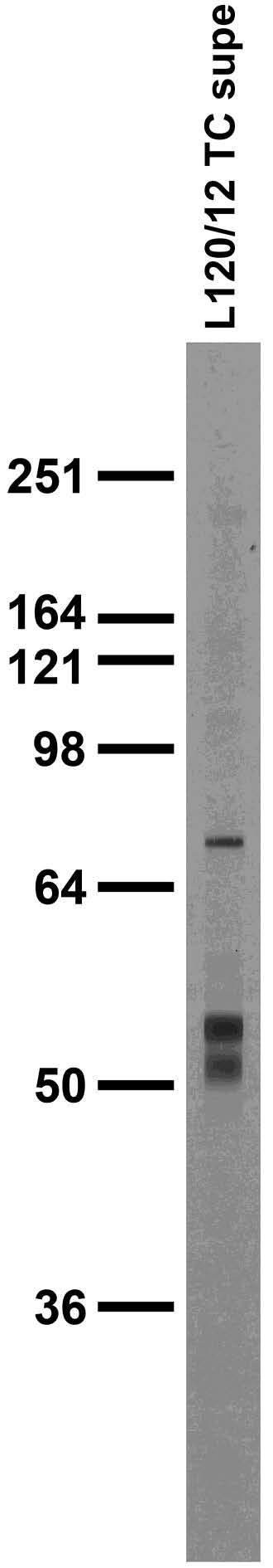 Collybistin Antibody in Western Blot (WB)