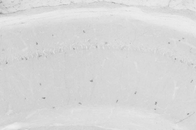 nNOS/NOS1 Antibody in Immunohistochemistry (Frozen) (IHC (F))