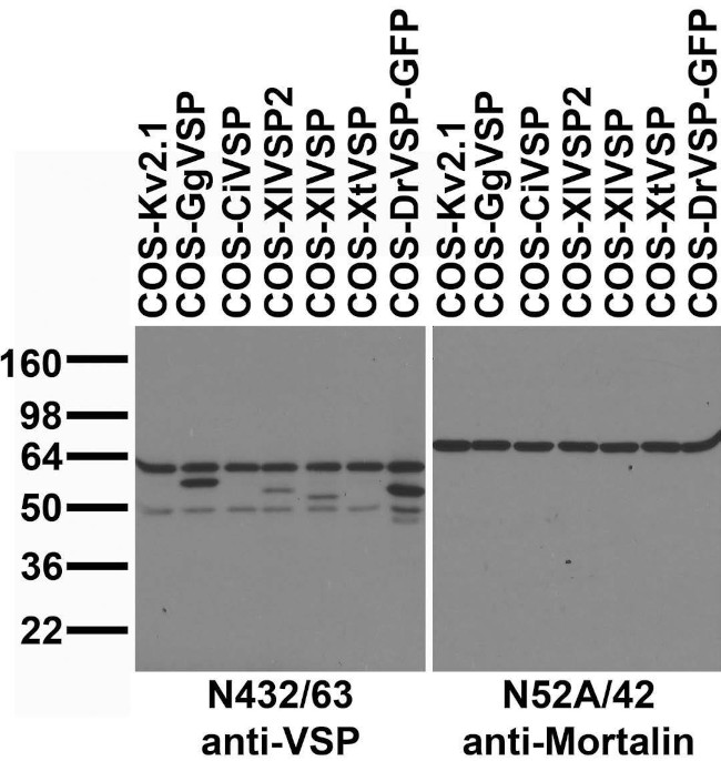 VSP/TPTE Antibody in Western Blot (WB)