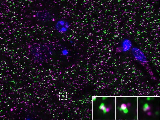 Bassoon Antibody in Immunohistochemistry (Frozen) (IHC (F))