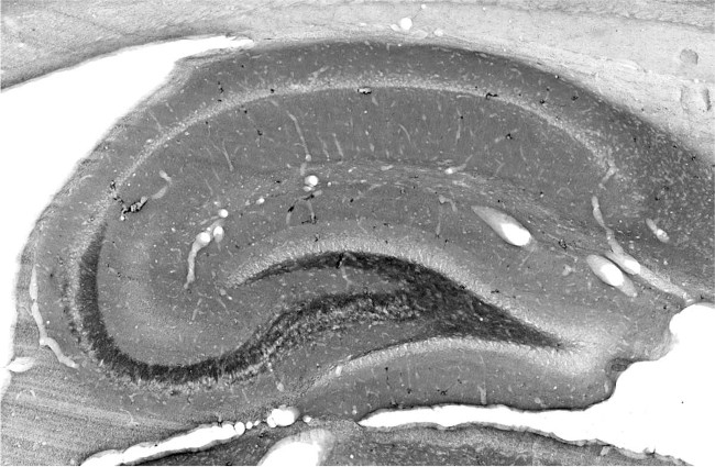 Synapsin-3 Antibody in Immunohistochemistry (Frozen) (IHC (F))