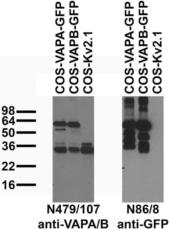 VAPA/B Antibody in Western Blot (WB)