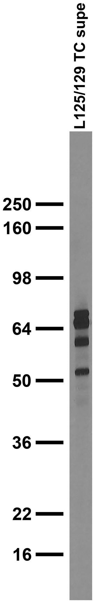 Synapsin-1/3 Antibody in Western Blot (WB)