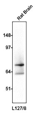 GAD67 Antibody in Western Blot (WB)