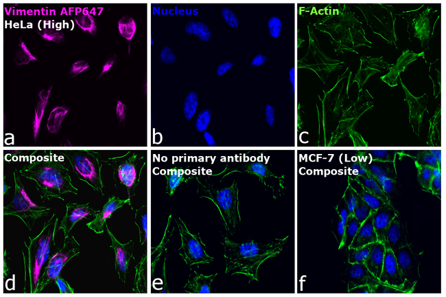 Vimentin Antibody in Immunocytochemistry (ICC/IF)