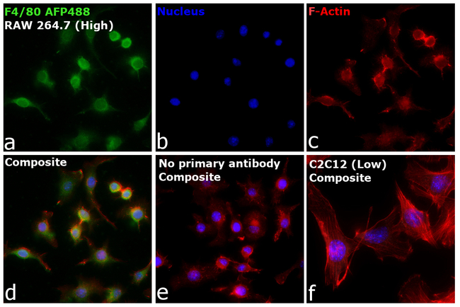 F4/80 Antibody in Immunocytochemistry (ICC/IF)