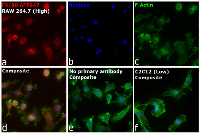 F4/80 Antibody in Immunocytochemistry (ICC/IF)