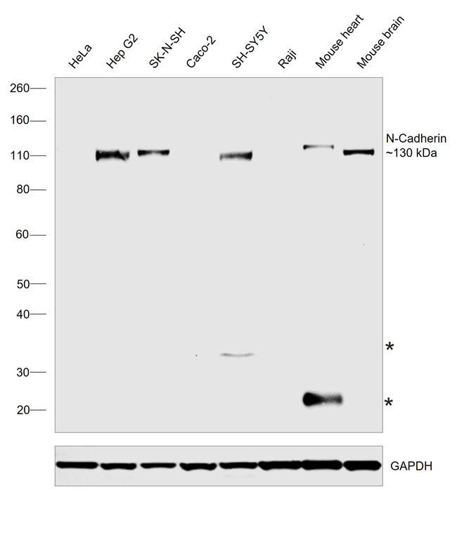 N-Cadherin Antibody in Western Blot (WB)