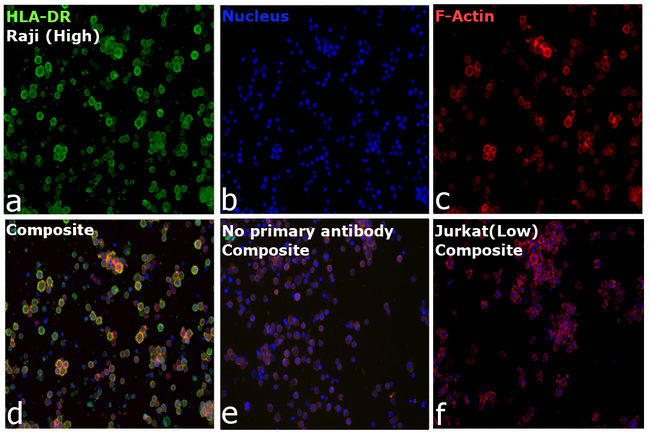 HLA-DR Antibody in Immunocytochemistry (ICC/IF)