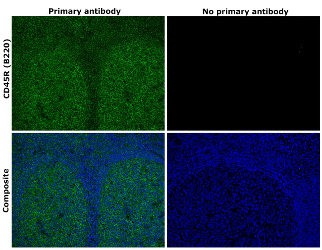 CD45R (B220) Antibody in Immunohistochemistry (Paraffin) (IHC (P))