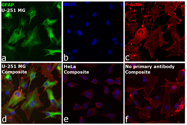 GFAP Antibody in Immunocytochemistry (ICC/IF)