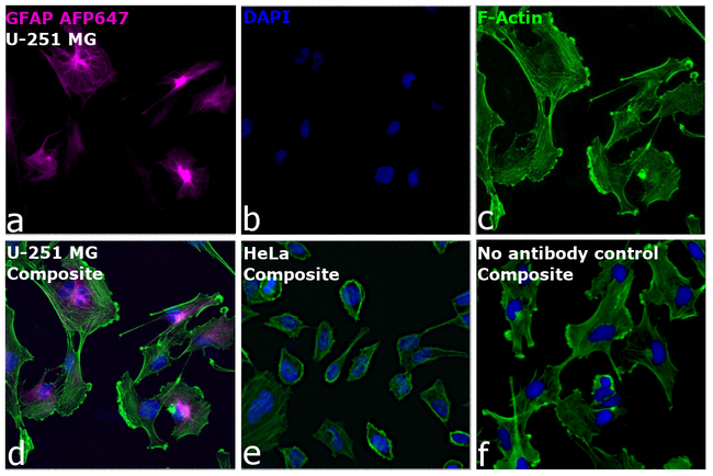 GFAP Antibody in Immunocytochemistry (ICC/IF)