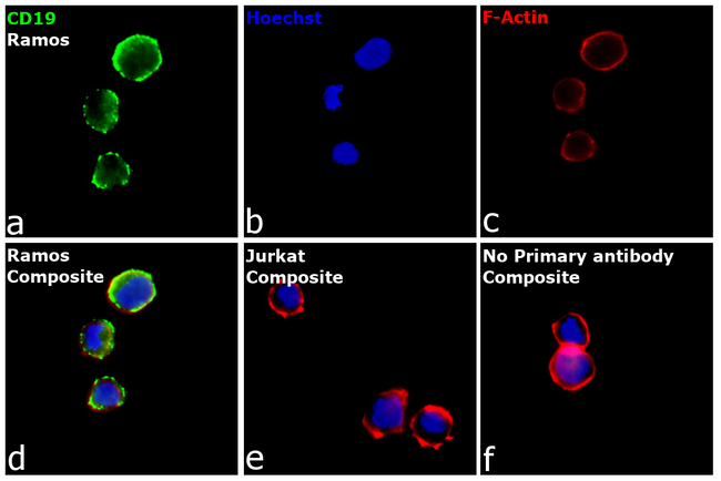 CD19 Antibody in Immunocytochemistry (ICC/IF)