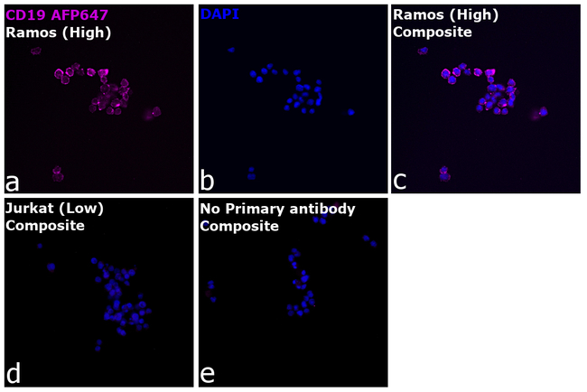 CD19 Antibody in Immunocytochemistry (ICC/IF)
