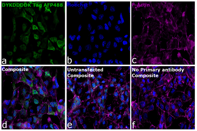 DYKDDDDK Tag Antibody in Immunocytochemistry (ICC/IF)