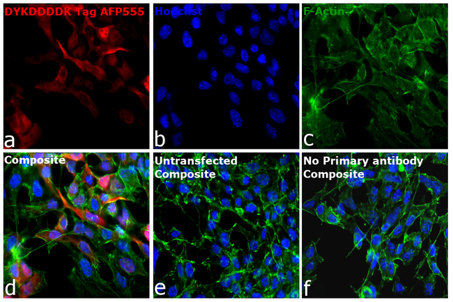 DYKDDDDK Tag Antibody in Immunocytochemistry (ICC/IF)