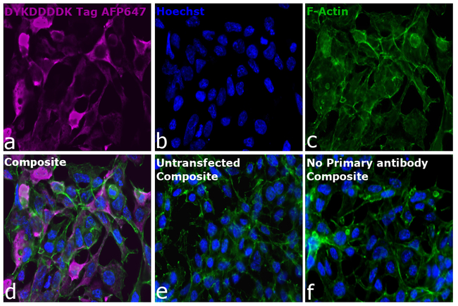 DYKDDDDK Tag Antibody in Immunocytochemistry (ICC/IF)