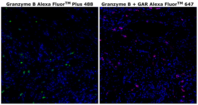 Granzyme B Antibody in Immunohistochemistry (Paraffin) (IHC (P))