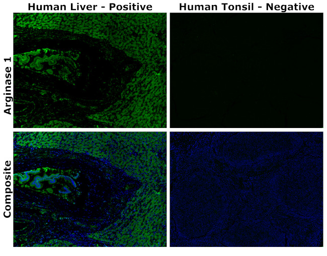 Arginase 1 Antibody in Immunohistochemistry (Paraffin) (IHC (P))