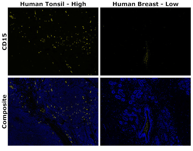 CD15 Antibody in Immunohistochemistry (Paraffin) (IHC (P))