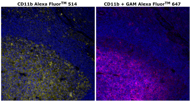 CD11b Antibody in Immunohistochemistry (Paraffin) (IHC (P))